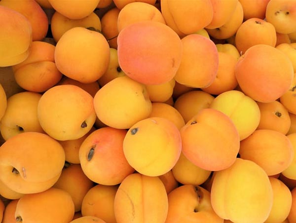 Apricots